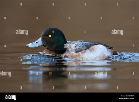 Greater Scaup (Aythya marila) drake molting into breeding plumage ...