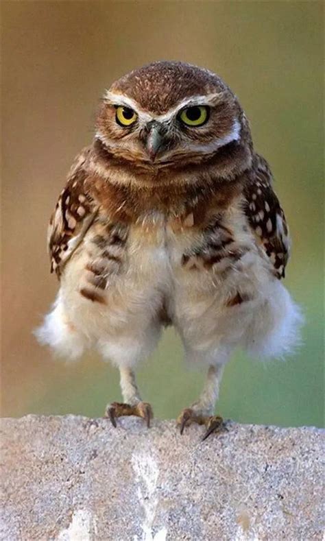 The Actual Length Of Owl Legs Will Never Stop Being Funny Imagens Da