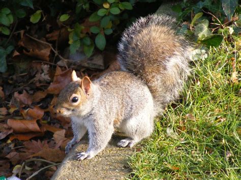 The Disillusioned Taxonomist: Invasive Species: Grey Squirrel