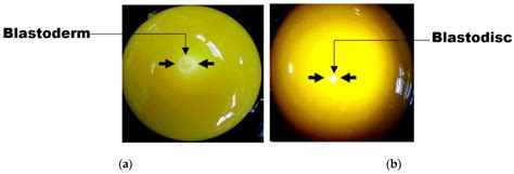 Fertilization Of Chicken Egg