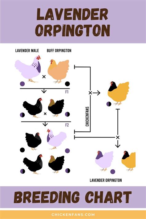 A Diagram Showing The Different Types Of Chickens And How They Can Be