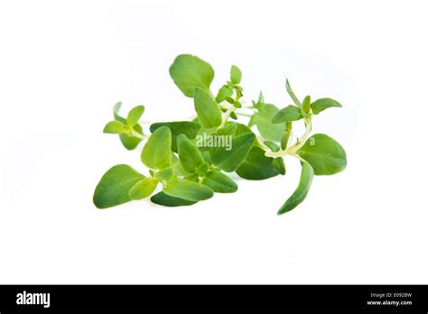 Thyme Leaf Hi Res Stock Photography And Images Alamy