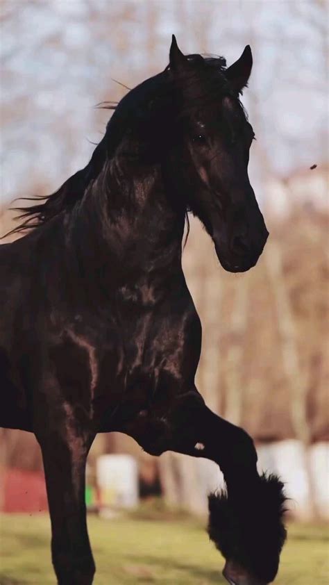 Pin de IonelaAdina em Salvări rapide Cavalo frísio Cavalos bonitos