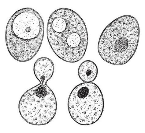 Observing Yeast Under A Microscope Like Hubble