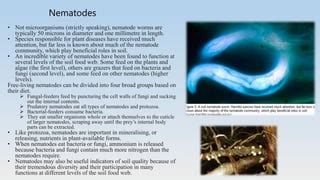 Agricultural Microbiology: Role of microbes in soil fertility | PPT