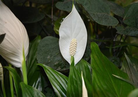 D Couvrez La Merveille Botanique Qu Est Le Spathiphyllum Kochii