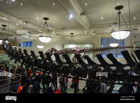 Dinosaur fossils at the American Museum of Natural History, New York ...