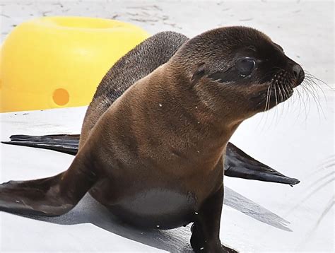 Nata una cucciola di otaria al Bioparco di Roma il suo nome è Nami in