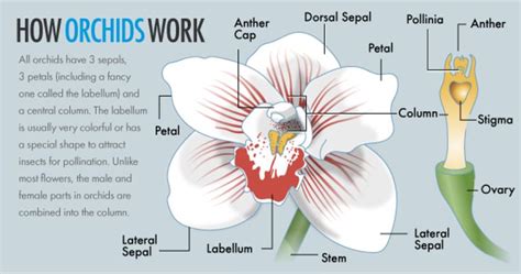 How Orchids Work Orchid Images Orchids Orchid Care