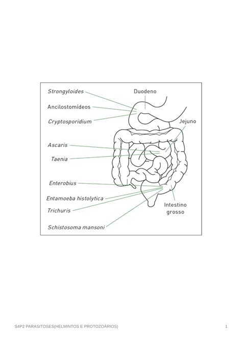 S4P2 PARASITOSES HELMINTOS E PROTOZOÁRIOS Sistemas Orgânicos