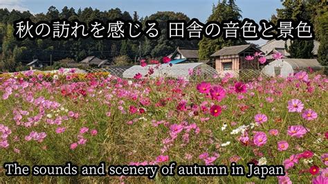 秋を感じる虫の声小川のせせらぎコスモス畑を歩く Can you feel the arrival of autumn Walking