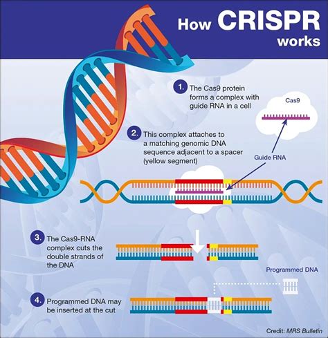 CRISPR基因编辑技术 苏州阿尔法生物实验器材有限公司