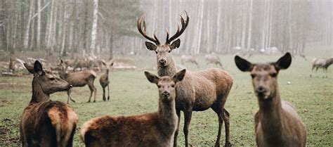 Faune Et Flore Municipalité De Chertsey