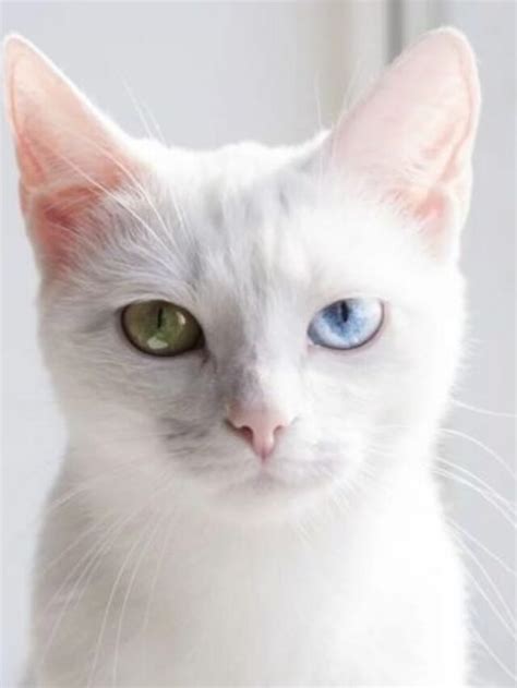 Top 10 Most Bizarre Cat Breeds in The World - Depend Pet