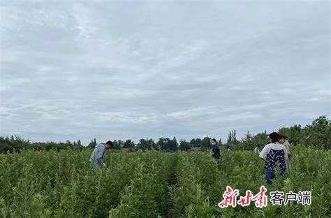 抓实链长制 奋进十四五 灵台：推动中医康养产业链高质量发展澎湃号·政务澎湃新闻 The Paper