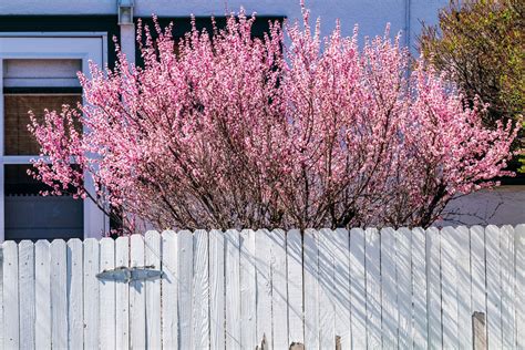 What are the best privacy trees for small backyards? | Livingetc