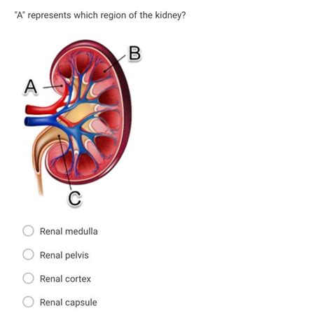 Solved "A" represents which region of the kidney? Renal | Chegg.com