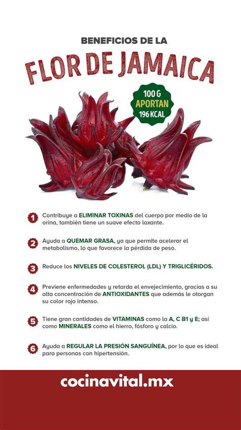 Descubre Los Sorprendentes Beneficios Para La Salud De La Flor De