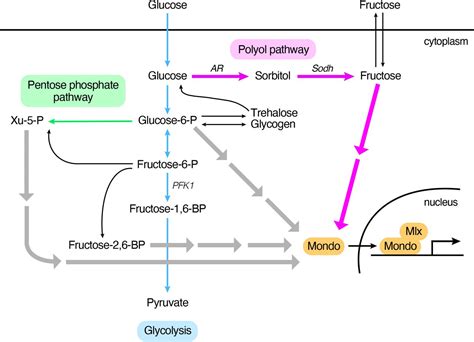 Sorbitol Pathway