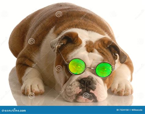 Dog Wearing Funny Glasses Royalty Free Stock Photos - Image: 7324158