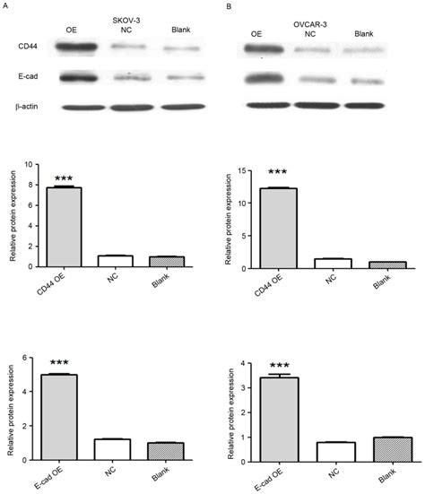 Effects Of CD44 And Ecadherin Overexpression On The Proliferation