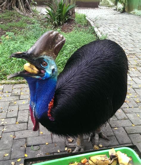 367 best Cassowary images on Pholder | Nature Is Fucking Lit ...