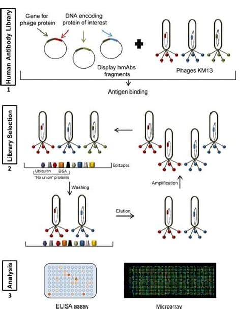 Phage Library Construction