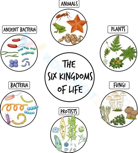 The Six Kingdom Of Life Worksheet