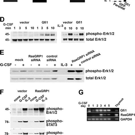 Gfi Regulates Expression Of Rasgrp Which Is Critical For Erk