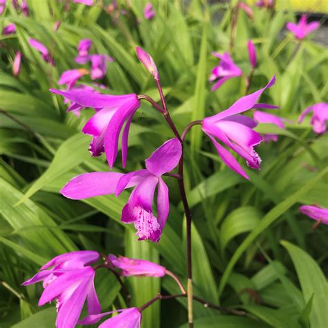 Bletilla Striata Shi Ran Hardy Chinese Ground Orchid 45 Pot