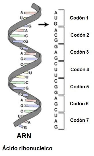 Caracteristicas And Funciones Del Arn ~hola~ Biología