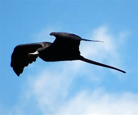 Tijereta De Mar Magnificent Frigatebird Fregata Magnificens A