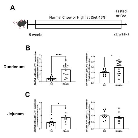 Hfd 45 Increase Slc2a2 Glut2 And Slc5a1 Sglt1 Mrna Levels In Mice Download Scientific