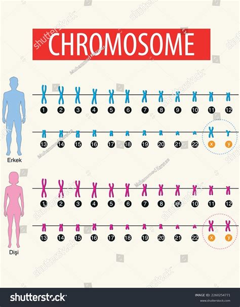 Sex Inheritance Chromosome Male Female Stock Vector Royalty Free 2260254771 Shutterstock