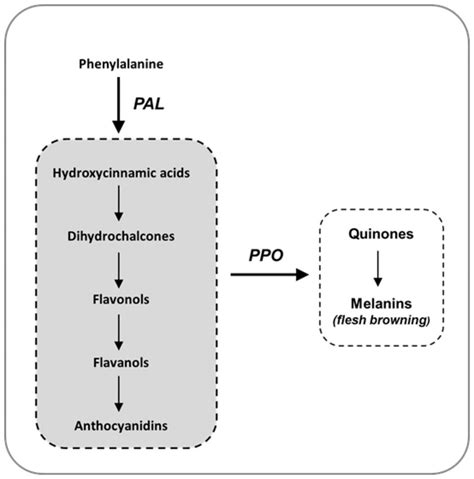 Diagram Of The Biosynthetic Pathway For Polyphenol Compounds