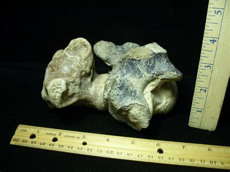 Two Large Tylosaurus fossil vertebrae (020721n) - The Stones & Bones ...