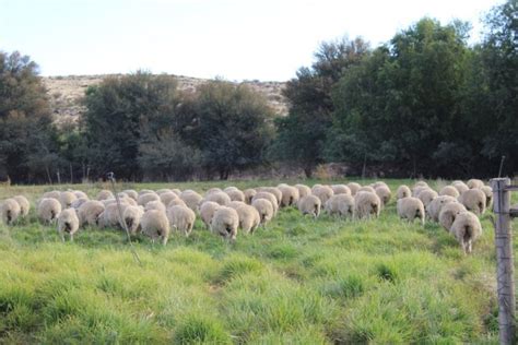 Intensiewe Skaapboerdery In Die Karoo N Beproefde Stelsel Agriorbit