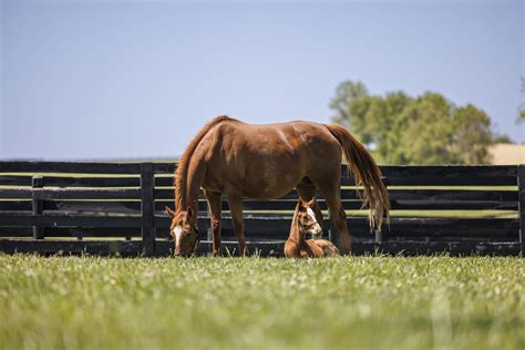 Famous Kentucky Horse Farms