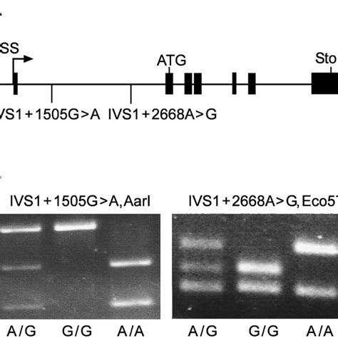 The Uncoupling Protein Ucp 3 Gene Of Phodopus Sungorus Exhibits Two