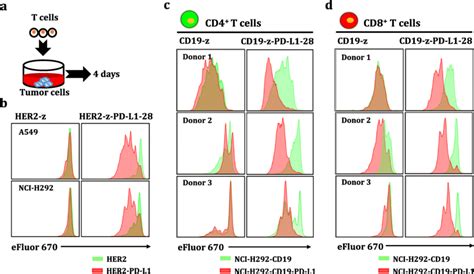 Combinatorial Antigen Dependent Engineered T Cells Proliferation A