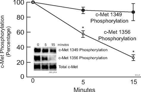 Receptor Type Protein Tyrosine Phosphatase Rptp Directly