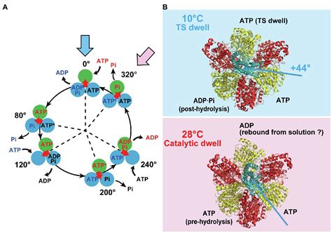 Atp Synthase Electron Microscope