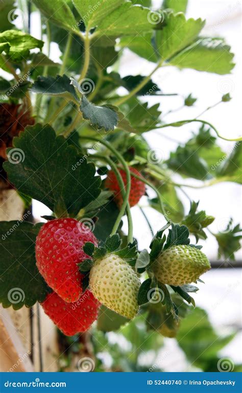 Growing Strawberries In Greenhouses Stock Photo Image Of Farm