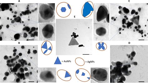 The Tem Images And Suggested Structures For Ad Au Agnps And Different