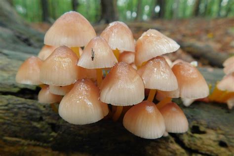 Helmovka Lutonoh Mycena Renati Treking Cz