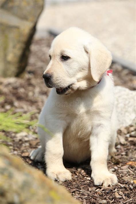 Beautiful Creme Labrador Puppy Stock Photo Image Of Black Inaction