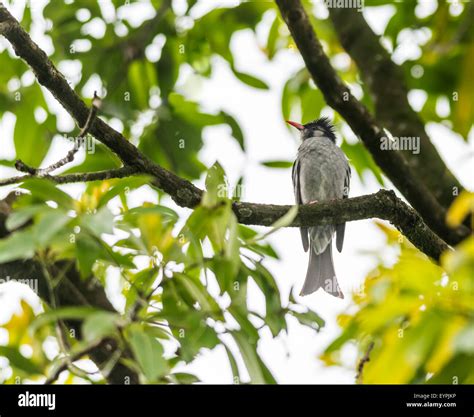 Black Bulbul Hi Res Stock Photography And Images Alamy