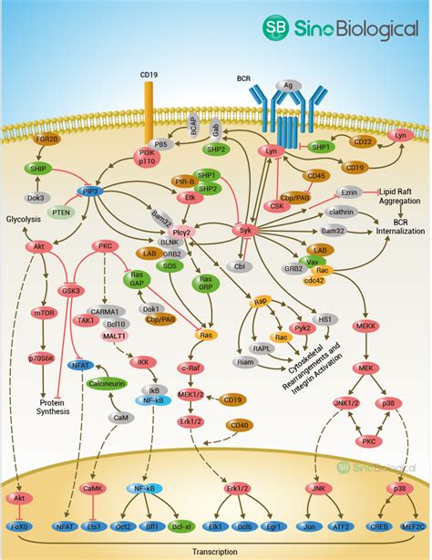 Sino Biological: B Cell Receptor Signaling Pathway