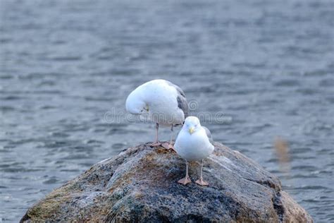 Pares De Gaivotas Que Voam No Cu Foto De Stock Imagem De Deslizar Bico 145712022