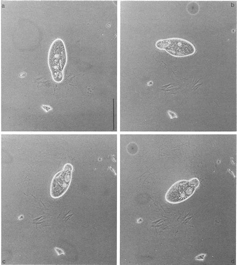 Figure L Phase Contrast Micrographs Of A Cell A 30 B 50 C 70 Download Scientific